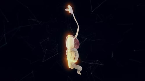 Man Digestive System V1 Hd