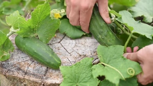 Harvesting cucumbers