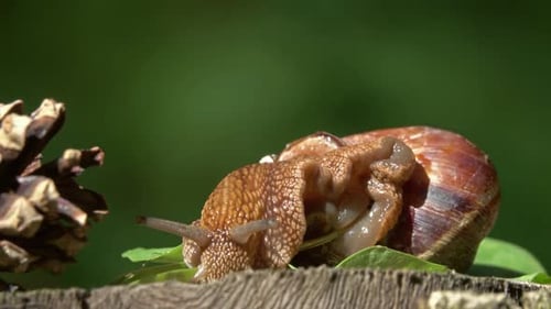 Große Schnecke in der Schale verwandelt ihren Körper Nahaufnahme