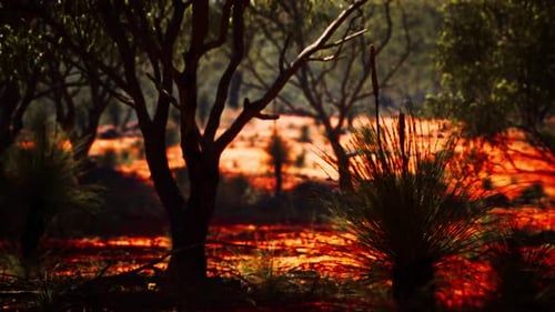 Desert Outback Landscape Zoom Background with Warm Light