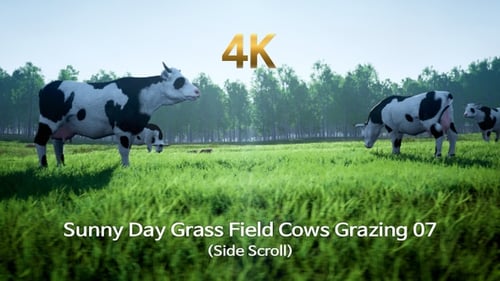 Sunny Day Grass Field Cows Grazing 07(Side Scroll)