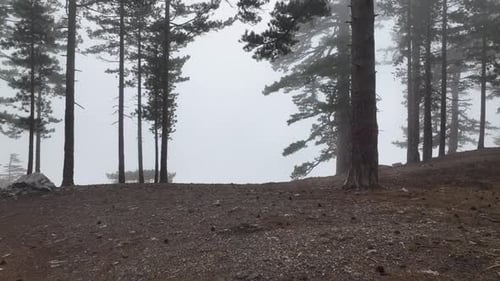 Texture of the misty forest aerial view background 4 K
