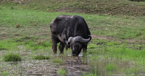 Afrikanischer Büffel, Syncerus Caffer, Männchen beim Füttern im Sumpf, Masai Mara Park in Kenia, Echtzeit 4K