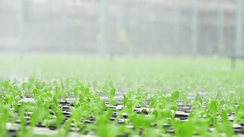 Process of Watering of Green Plants in Hydroponic Greenhouse of Agro Holding Spbd