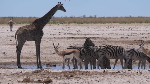 Giraffe and a herd of zebras drinking from a waterhole