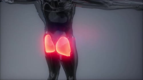 3D Human Gluteus Maximus Muscles Anatomy Highlight Medical Animation