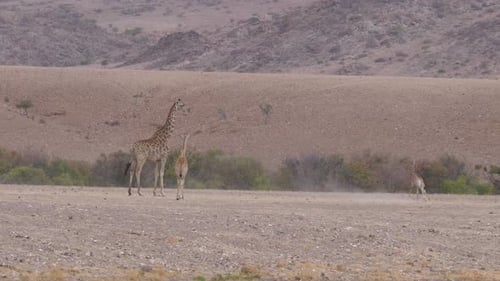Baby Giraffe Running Around Her Mom on The Savanna