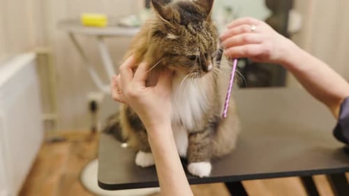 groomer Brushing Maine Coon cat's fur by using comb