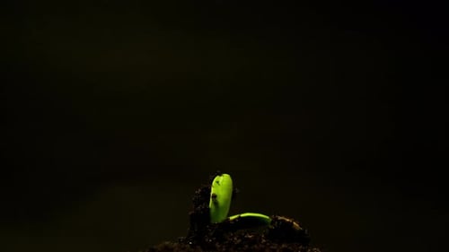 Seedling Emerging and Growing Into Young Plant