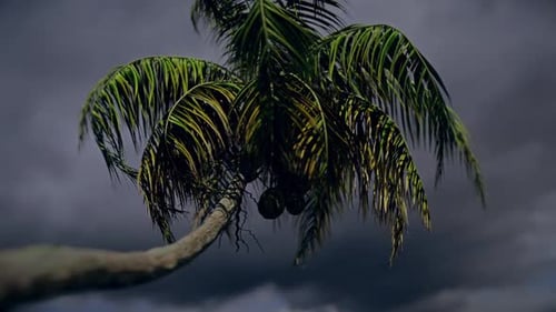 Realistic Palm Tree Swaying in Stormy Weather