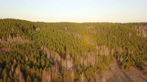 Spring Forest Nature