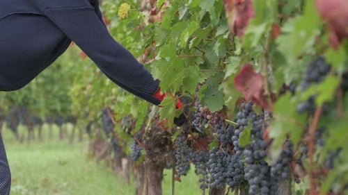 Landwirt arbeitet Weinberg mit Schere beschneiden