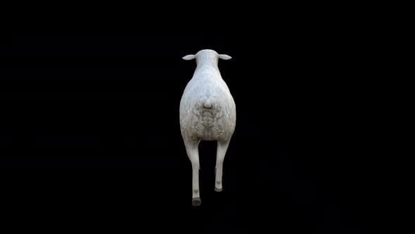 Sheep Fast Walk View From Back, Elements Motion Graphics ft. 3d ...