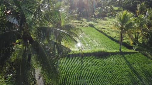Aerial View of Tropical Rice Paddies and Palm Trees