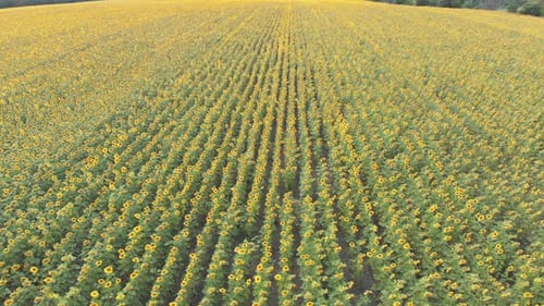 Aerial Drone View of Sunflowers Field. Rows of Sunflowers on a Hill