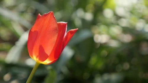 Tulipa gesneriana garden flower shallow DOF 4K 2160 30fps UltraHD footage - Didier tulip lily plant