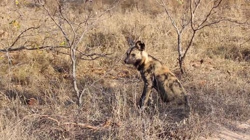 African Wild Dog Resting in the Tall Grass