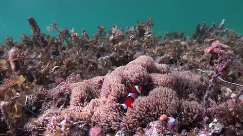 Clownfish (Amphiprion ocellaris) swimming in sea anemone surrounded by sea grass, wide angle shot