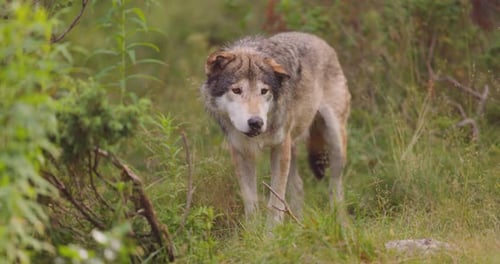Beautiful Male Grey Wolf Standing in the Forest Observing