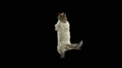 Katze tanzt HD