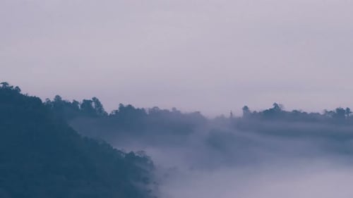 Fog And Forest