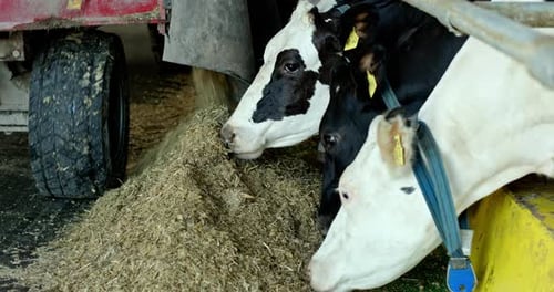Cows Feeding From Troughs in a Barn