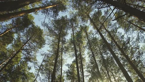 Tall pines, panorama