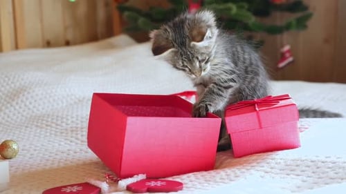Playful Kitten Investigating Christmas Gifts at Home