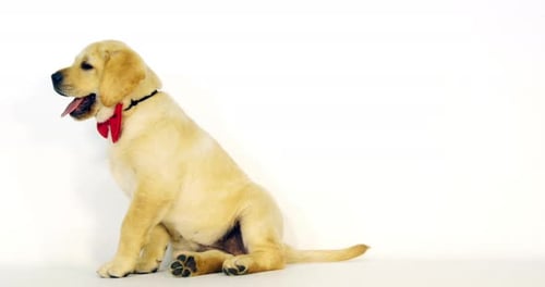 Labrador Retriever jaune, chiot portant un nœud papillon sur fond blanc, bâillement, Normandie