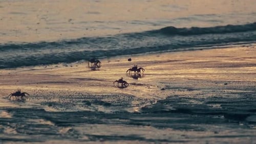 Crabs