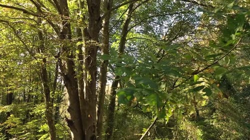 Colorful Trees Forest