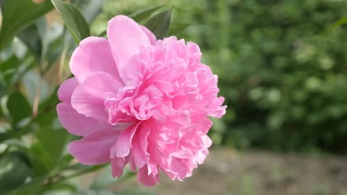 Pink parfait peony plant shallow DOF 4K 2160p 30fps UltraHD footage - Close-up of Paeonia lactiflor