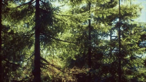 Green Cone Trees in Bright Sun Light