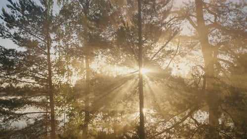 Sun's Rays Break Through the Branches of Trees and Fog in the Forest at Dawn in Summer