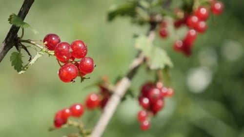Red Ribes rubrum juicy fruit pieces natural shallow DOF 4K 2160p 30fps UltraHD footage - Plant r