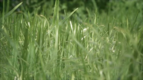 Frisches grünes Gras im Wald