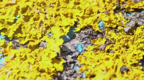 Texture of Yellow Moss Close Up Background Moss