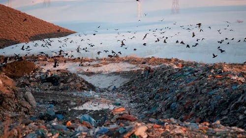 City Dump, Vögel fliegen über Müllberg