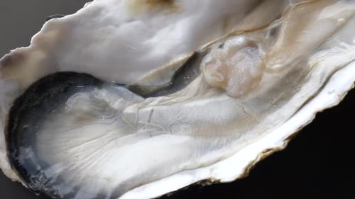 Nahaufnahme von Giant Raw Fresh Oyster auf Halbschale auf schwarzem Hintergrund