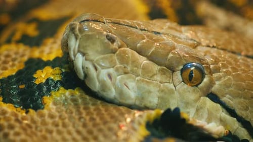 Retrato de la pitón reticulada gigante de Asia