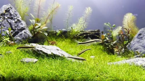Ansicht eines Fischaquariums 4