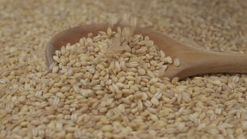 Barley Grain Organic Agriculture