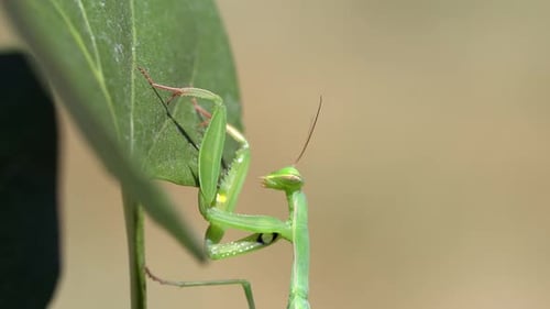 Praying Mantis climbing up leaf