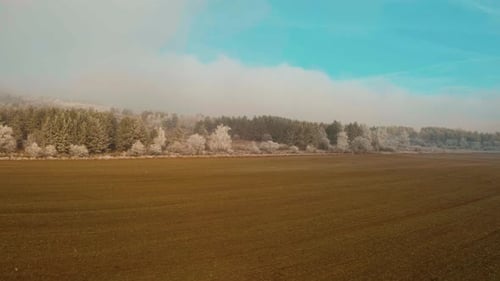 Snowy Field and Trees in Winter Landscape Aerial