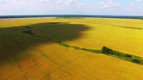Wheat Field Drone 06