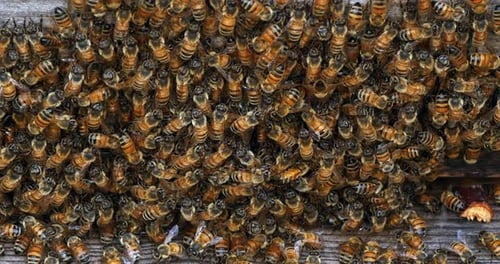 |European Honey Bee, apis mellifera, bees grazing on the hive entrance, Bee Hive in Normandy