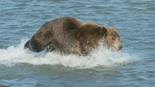 Majestic Brown Bear Running Through Rippling Blue Water