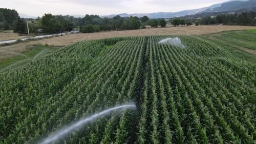 Aerial View of Lush Green Cornfield being Watered