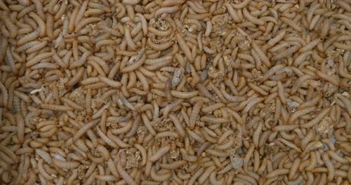 Worms