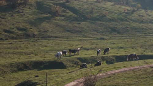 Cattle grazing on meadows